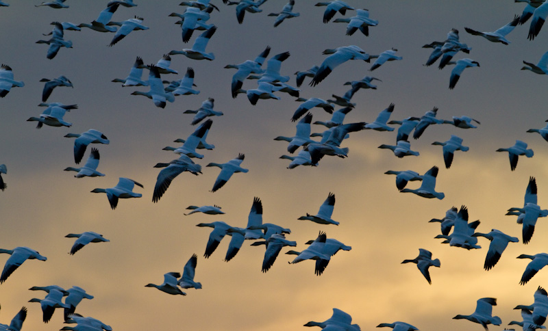 Snow Geese In Flight